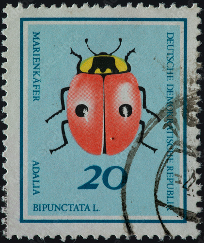 GERMANY, DDR - CIRCA 1968 a postage stamp from GERMANY, DDR, showing a two-spotted ladybird (Adalia bipunctata) . Circa 1968 photo