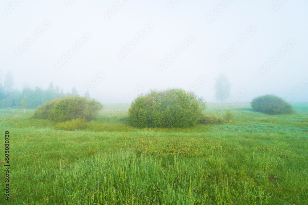 Lush willow bushes on a glade during a misty spring morning in Estonia