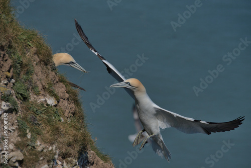 Northern gannet coming into land on the cliffs at Bempton.
 photo