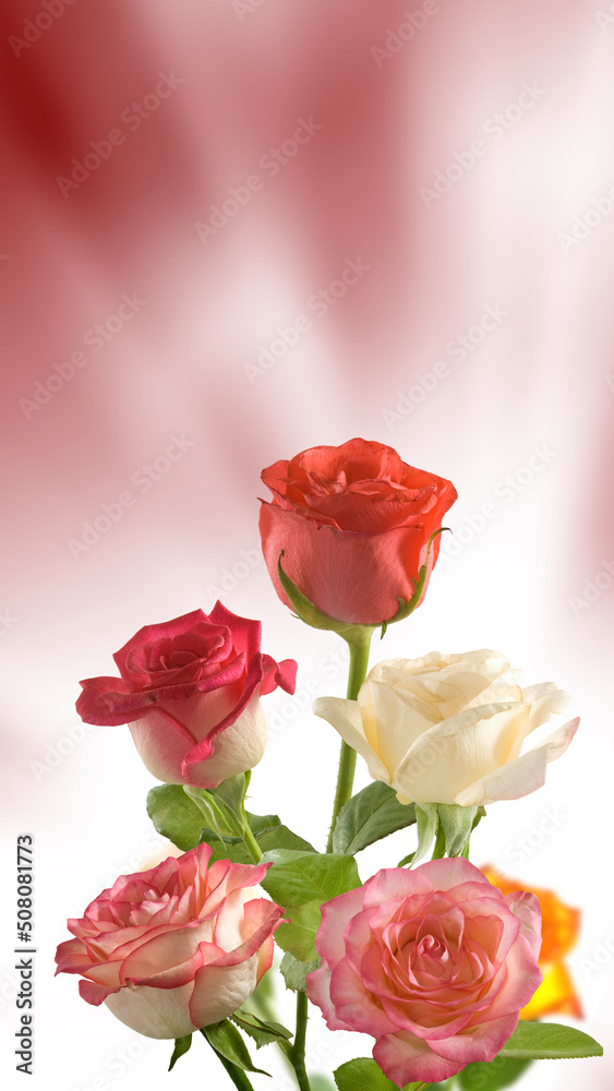 image of red and white roses flowers closeup