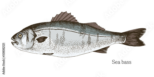 Sea bass fish hand drawn realistic illustration