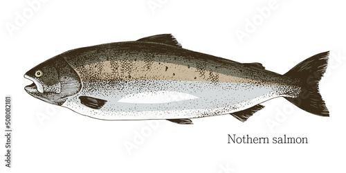 Norten salmon hand drawn realistic illustration photo
