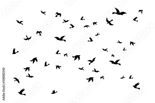 Sea gull background. Black birds silhouette flying  marine sky with flock of doves different poses  freedom symbol  nautical animal backdrop. Seagull wings. Vector outline shape