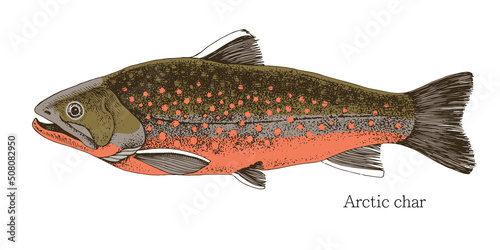 Arctic char fish hand drawn realistic illustration