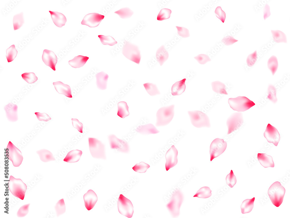 Pink cherry blossom petals isolated Pink cherry blossom petals isolated