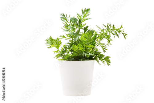 Indoor plant isolated on a white background