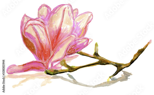 Magnolia flower sketch on isolated background. Painted by hand in watercolor