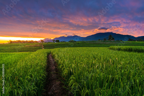 Beautiful morning view over the mountains and green rice fields in the village of Kemumu  Indonesia