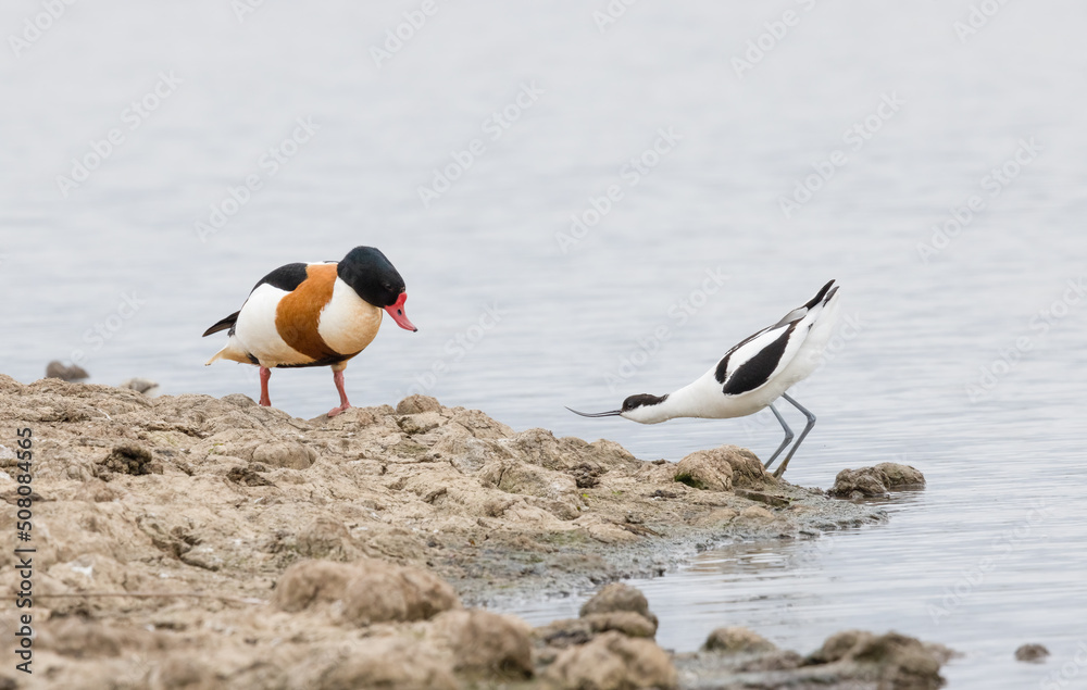 Fototapeta premium Pied Avocet (Recurvirostra avosetta) Defending its Nest Site from a Unexpecting Shelduck (Tadorna tadorna)