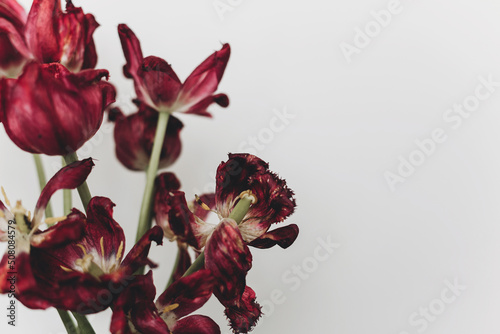 Faded tulips. Withered red flowers bouquet on white background. Floral composition, wallpaper