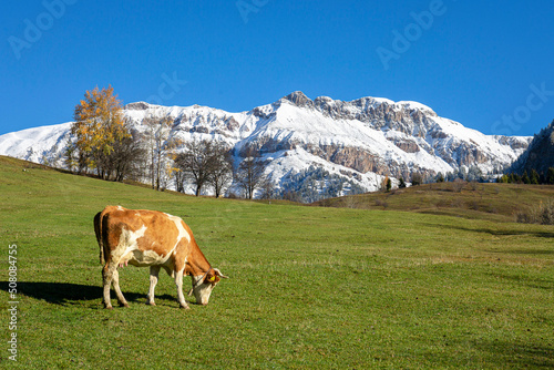 Yellowing trees in autumn, grazing cow and big snowy mountain in background.