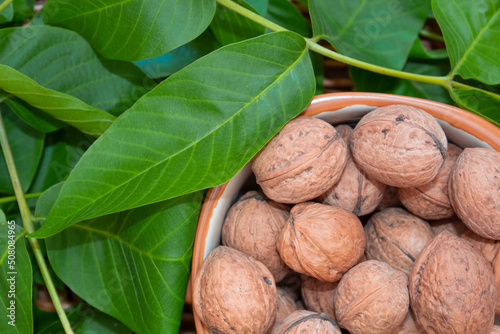 walnut in a basket against the background of green leaves of a walnut tree