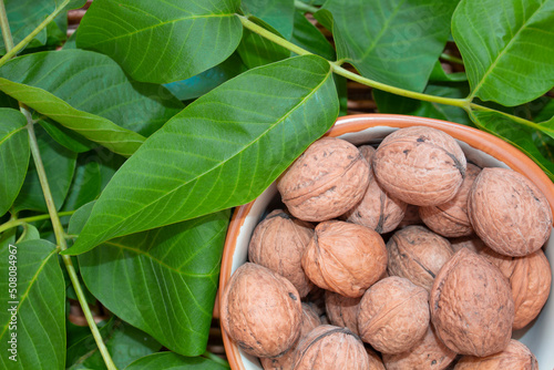 walnut in a basket against the background of green leaves of a walnut tree