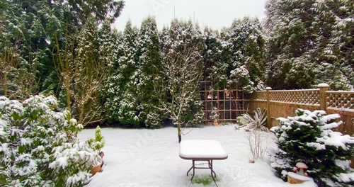 Establishing shot of backyard of a house with big tree and nice landscape at winter snowfall in Vancouver, Canada, North America. Day time on December 2021. ProRes 422 HQ.