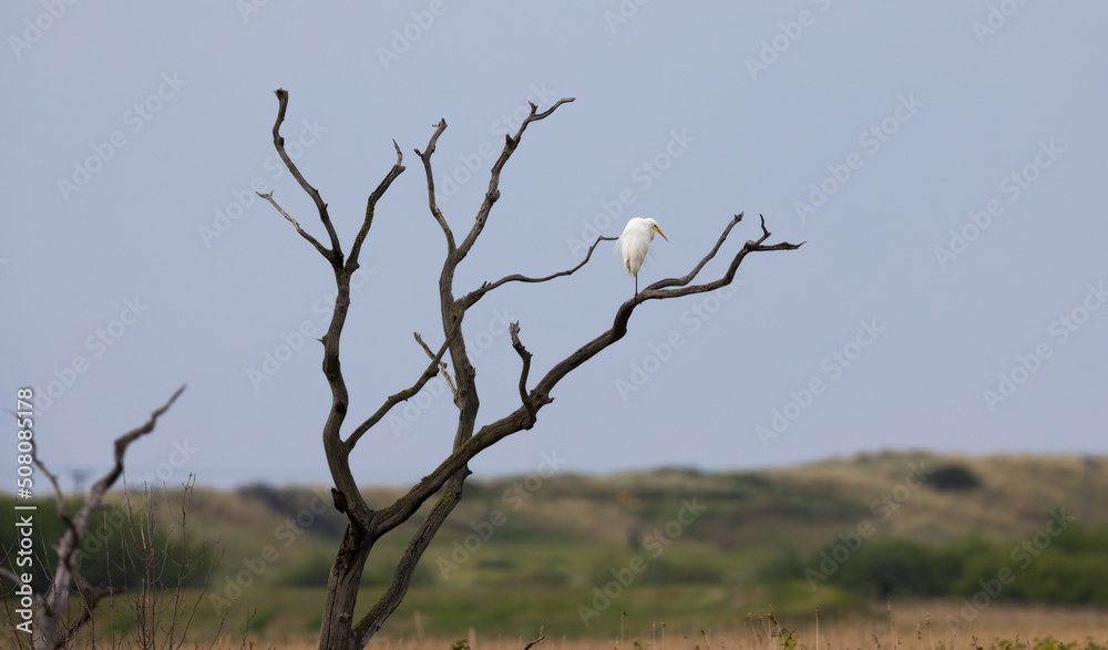 Great White Egret (Ardea alba) Perched in a Tree Great White Egret (Ardea alba) Perched in a Tree