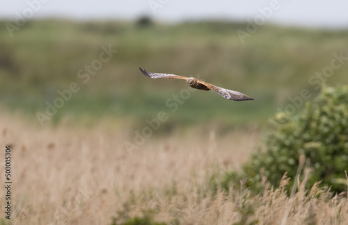 Western Marsh Harrier (Circus aeruginosus) Flying Low over a Reed bed at RSPB Titchwell in Norfolk © Richard Hadfield