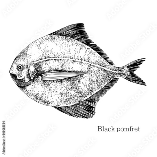 Pomfret fish hand drawn realistic illustration