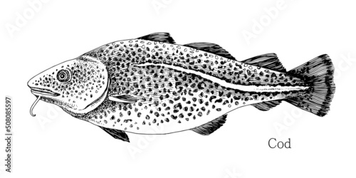 Cod fish hand drawn realistic illustration
