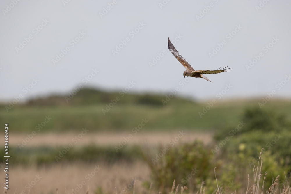 Western Marsh Harrier (Circus aeruginosus) Flying Low over a Reed bed at RSPB Titchwell in Norfolk Western Marsh Harrier (Circus aeruginosus) Flying Low over a Reed bed at RSPB Titchwell in Norfolk
