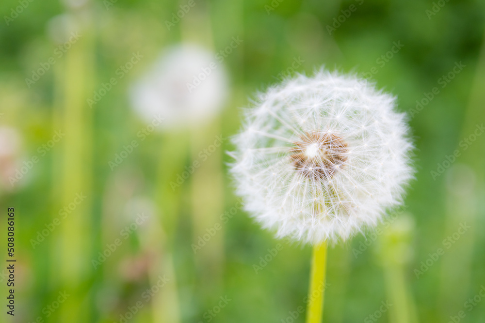 Dandelion flower isolated against green background, natural environment Dandelion flower isolated against green background, natural environment