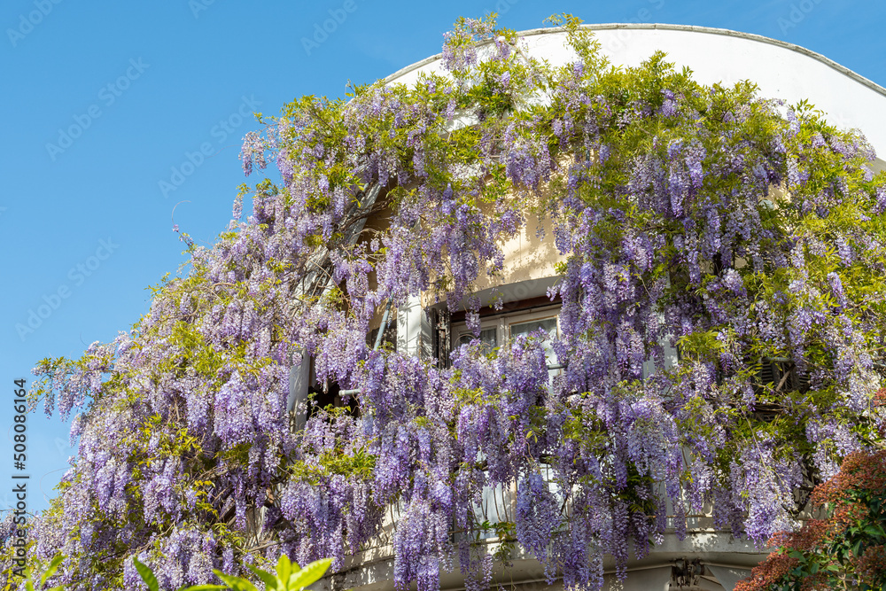 Wisteria sinensis covering house facade at spring