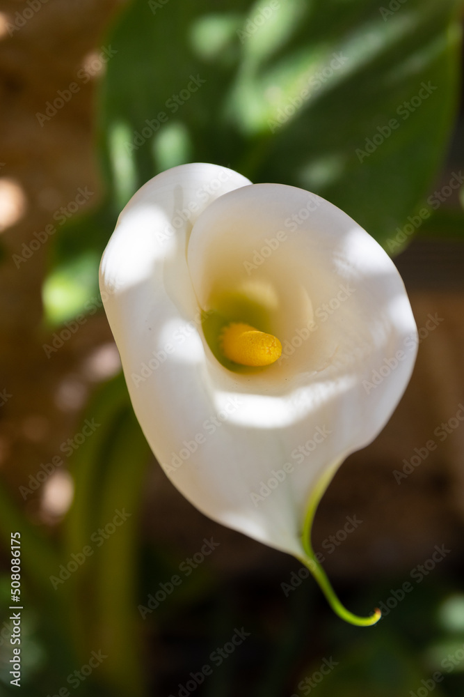 Calla Lily (Zantedeschia aethiopica) white flower top view