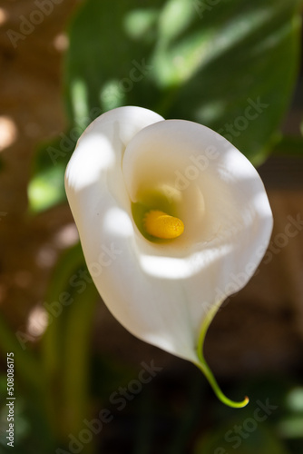 Obraz na płótnie Calla Lily (Zantedeschia aethiopica) white flower top view w salonie