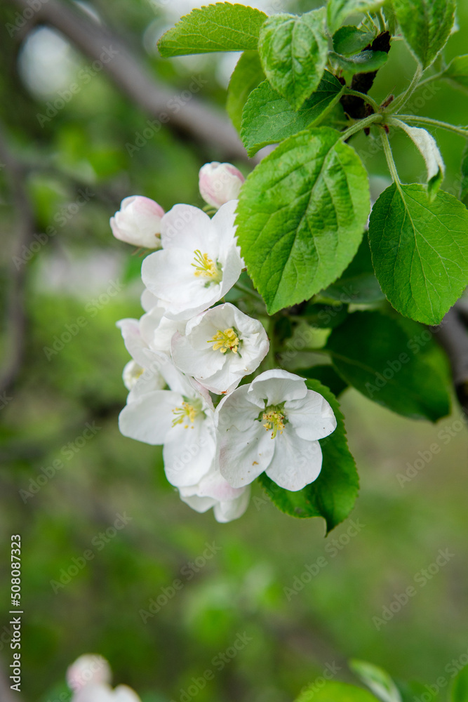 Flowering in spring - flowers in green leaves
Flowering in spring - flowers in green leaves
