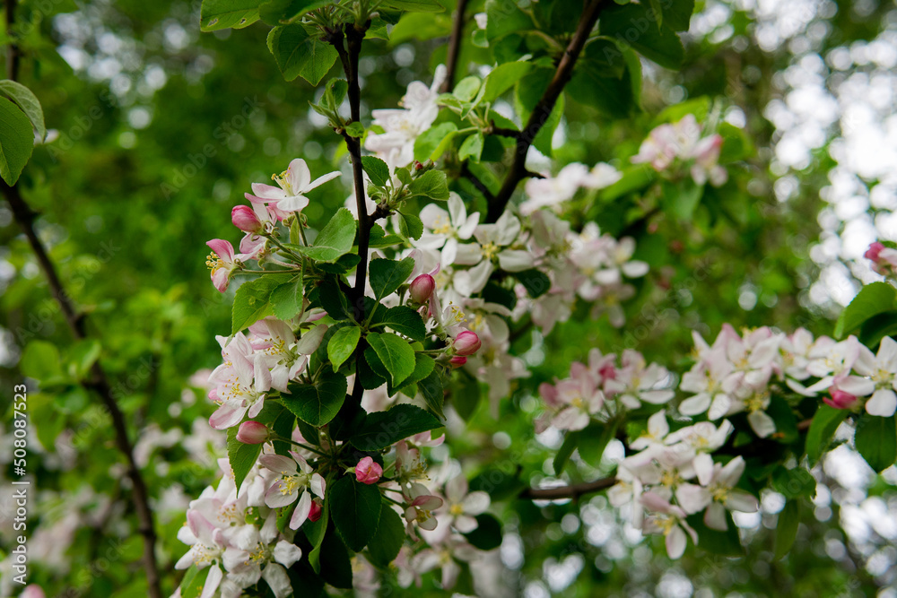 Blooming flowers - spring background with defocused Blooming flowers - spring background with defocused