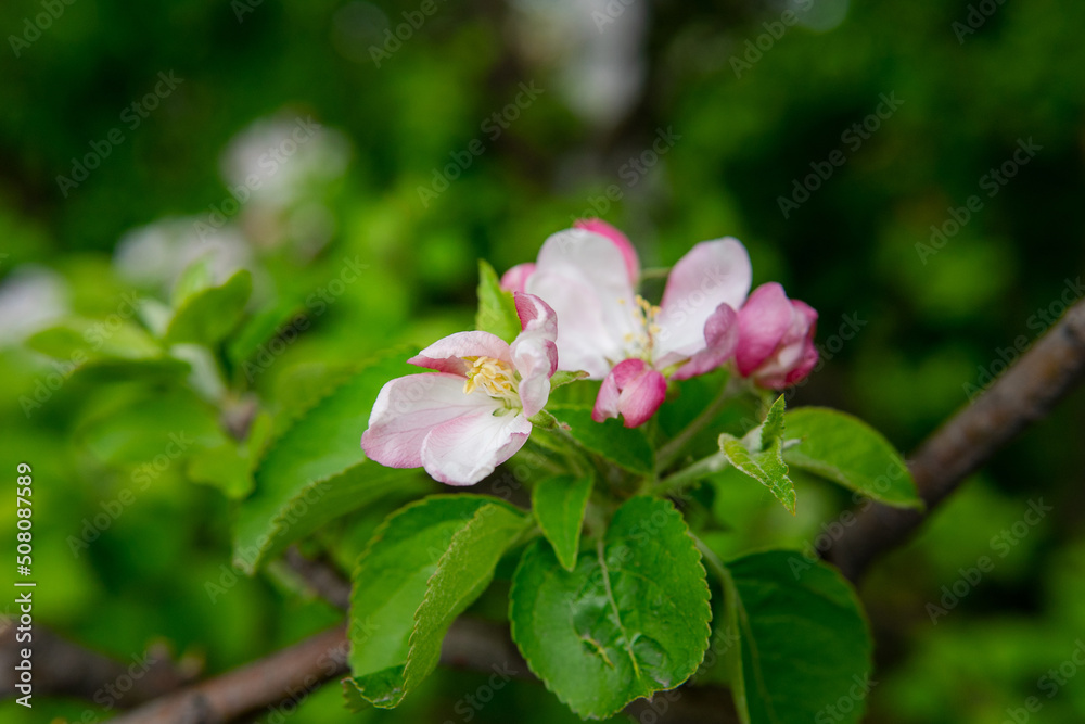Obraz premium Blooming flowers - spring background with defocused