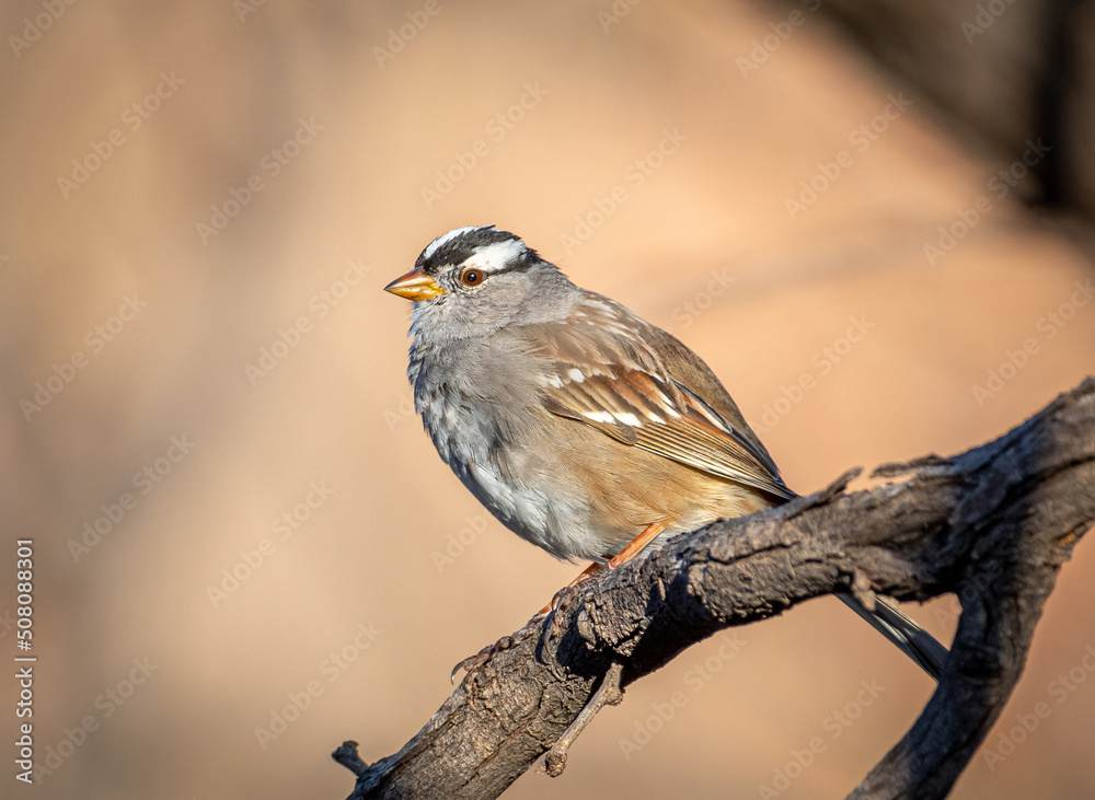 White-crowned Sparrow White-crowned Sparrow