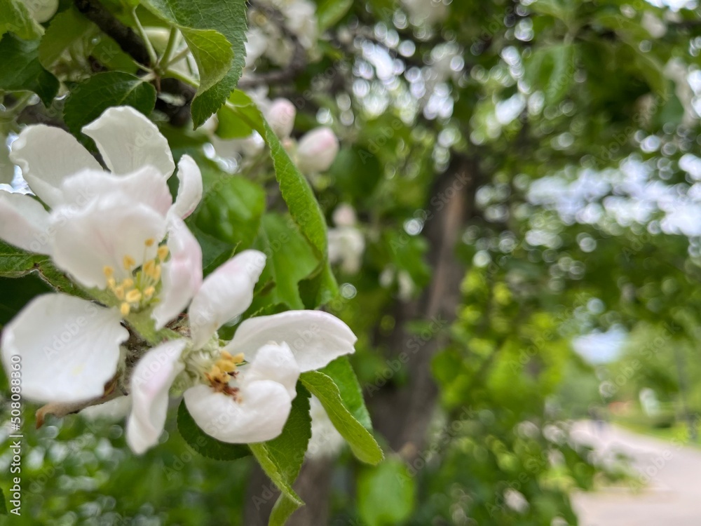 Tender blooming fruit tree, white flowers tree blossom Tender blooming fruit tree, white flowers tree blossom