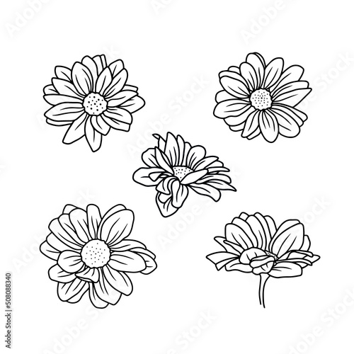 Daisy floral botany sketch set. Camomile vector line art collection