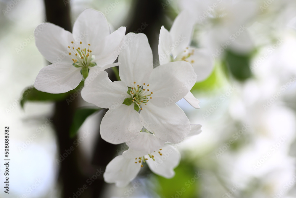 white flowers of apple tree against blured background