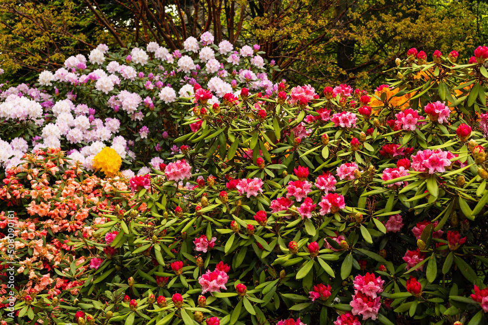 Rhododendron flowers