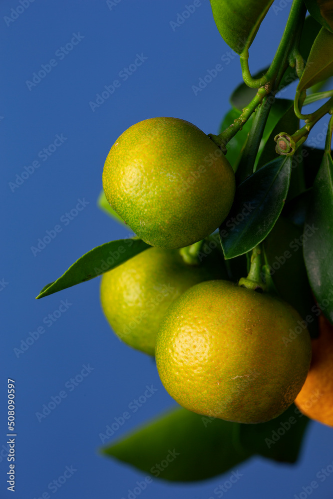 Tangerines hanging on a tree branch on a blue background macro photography. Fresh fruits hanging from a tangerine tree close-up photo.