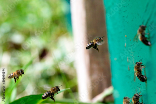 Macro of honeybees in flight carrying pollen to a beehive