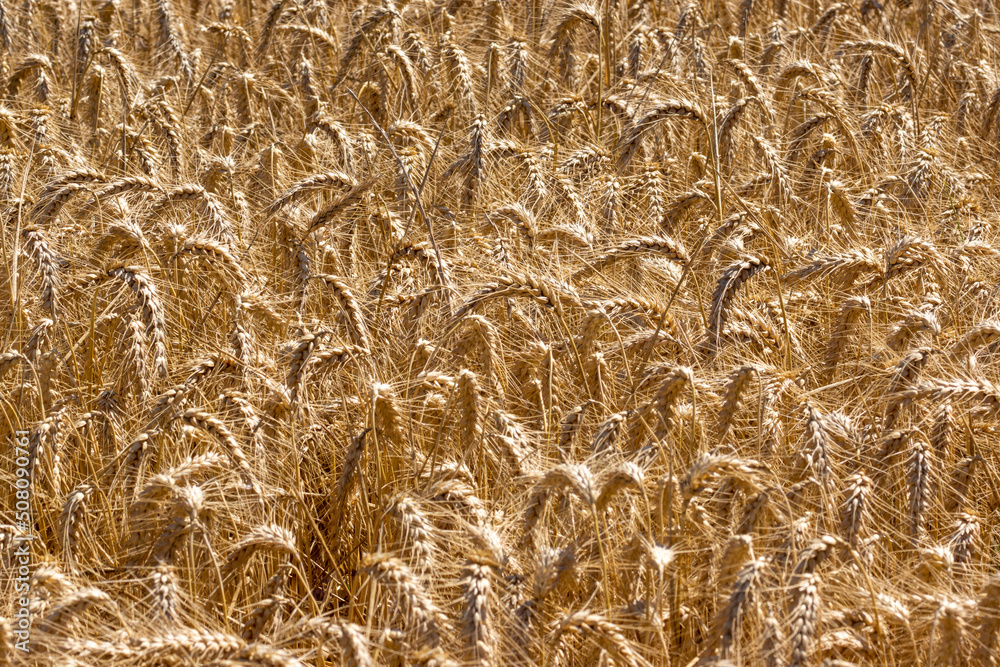 Wheat field illuminated by the morning light Wheat field illuminated by the morning light