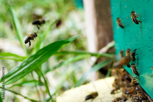 Macro of honeybees in flight carrying pollen to a beehive