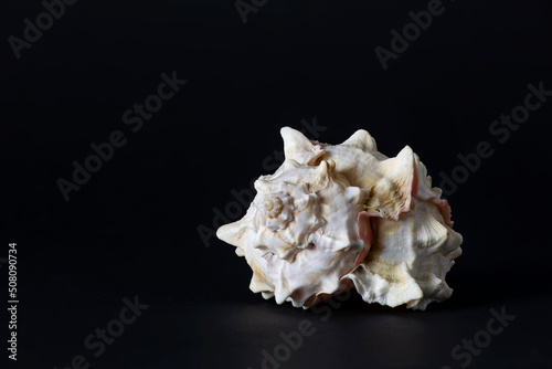 Seashell on black background macro photography. Isolated sea shell close-up photography.