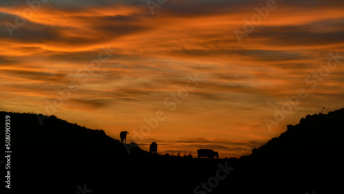 Sunrise with cows