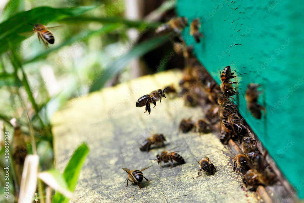Macro of honeybees in flight carrying pollen to a beehive Macro of honeybees in flight carrying pollen to a beehive