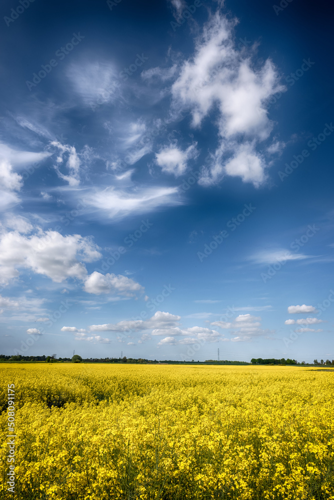 The perfect landscape of fields in a sunny day with perfect clouds in the sky The perfect landscape of fields in a sunny day with perfect clouds in the sky