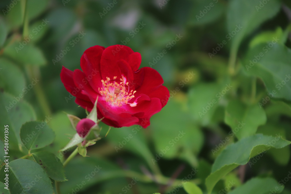 red rose flower