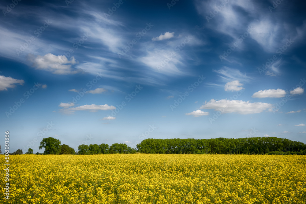 The perfect landscape of fields in a sunny day with perfect clouds in the sky The perfect landscape of fields in a sunny day with perfect clouds in the sky