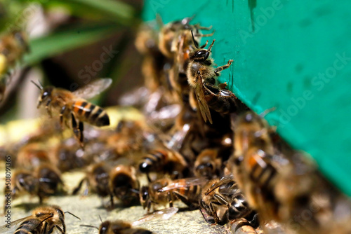 Macro of honeybees in flight carrying pollen to a beehive