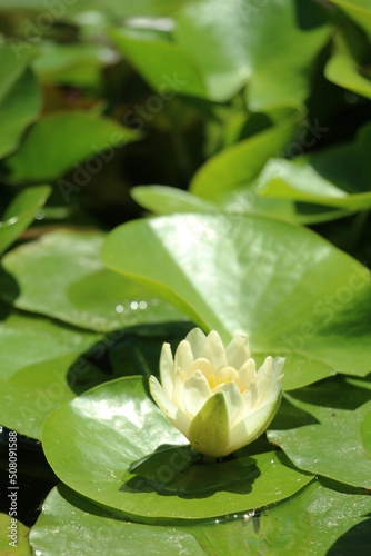 white water lily