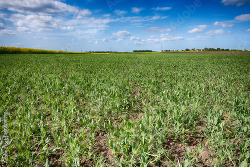 The perfect landscape of fields in a sunny day with perfect clouds in the sky