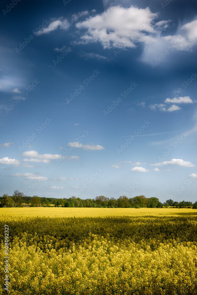 The perfect landscape of fields in a sunny day with perfect clouds in the sky The perfect landscape of fields in a sunny day with perfect clouds in the sky