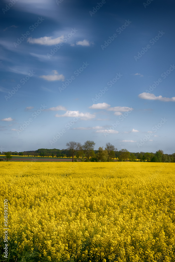 The perfect landscape of fields in a sunny day with perfect clouds in the sky